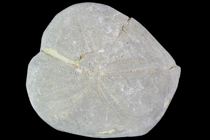 Toxaster Fossil Echinoid (Sea Urchin) - Agadir, Morocco #90638